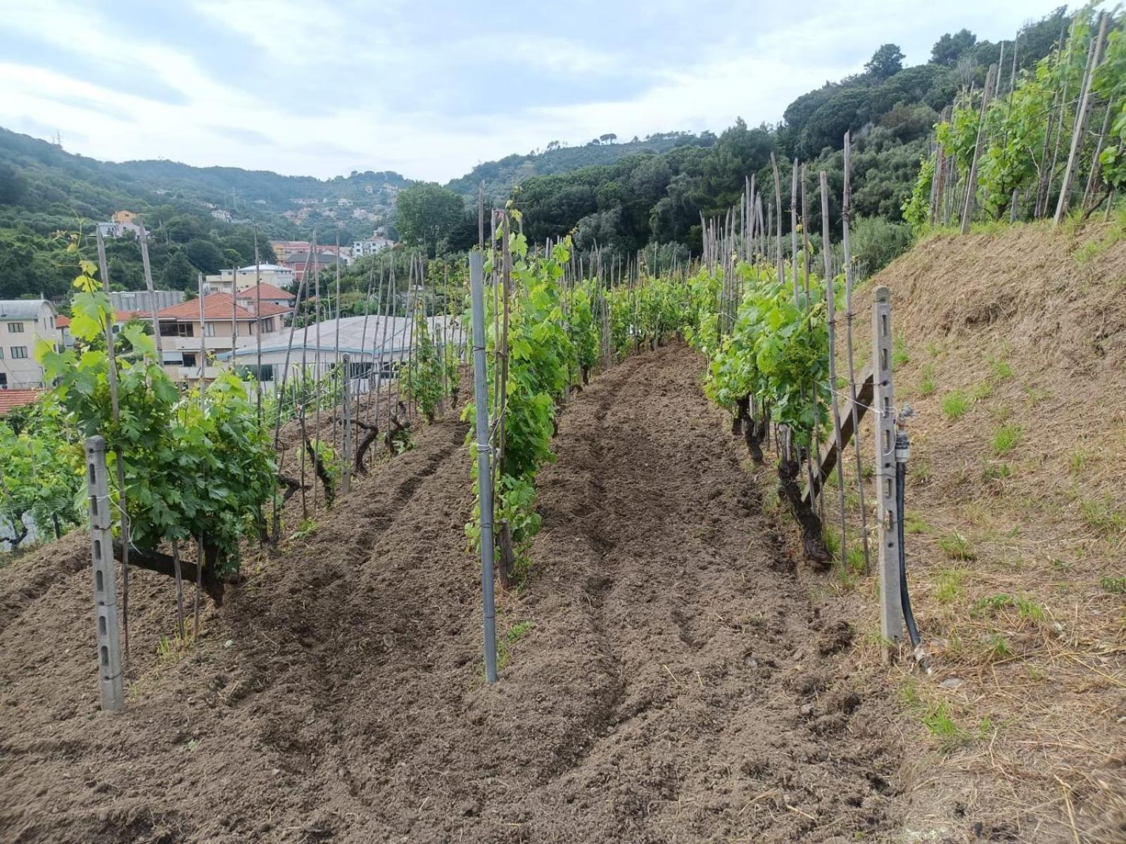 Agriturismo Cele Celle Ligure Buitenkant foto