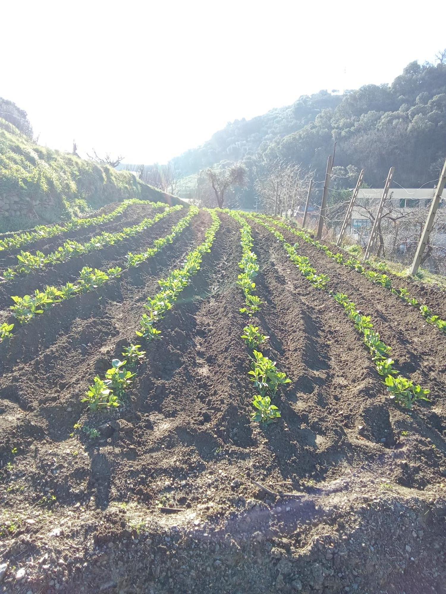 Agriturismo Cele Celle Ligure Buitenkant foto